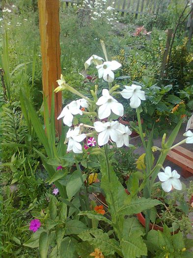  - GRADINA MEA 2014
