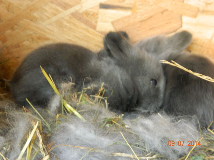 Picture 271 - iepuri angora