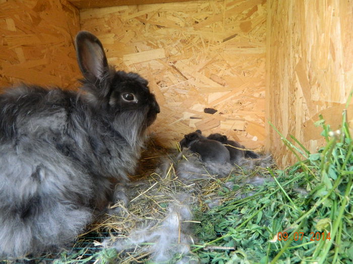 Picture 272 - iepuri angora