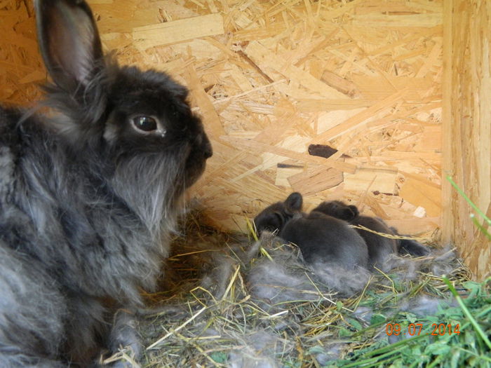 Picture 273 - iepuri angora