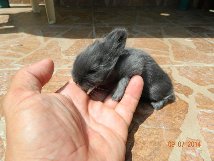 Picture 233 - iepuri angora