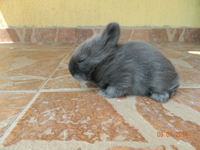 Picture 235 - iepuri angora