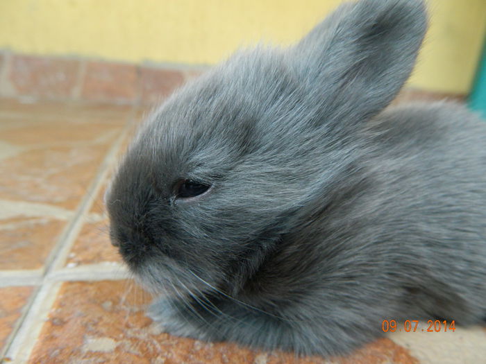 Picture 236 - iepuri angora