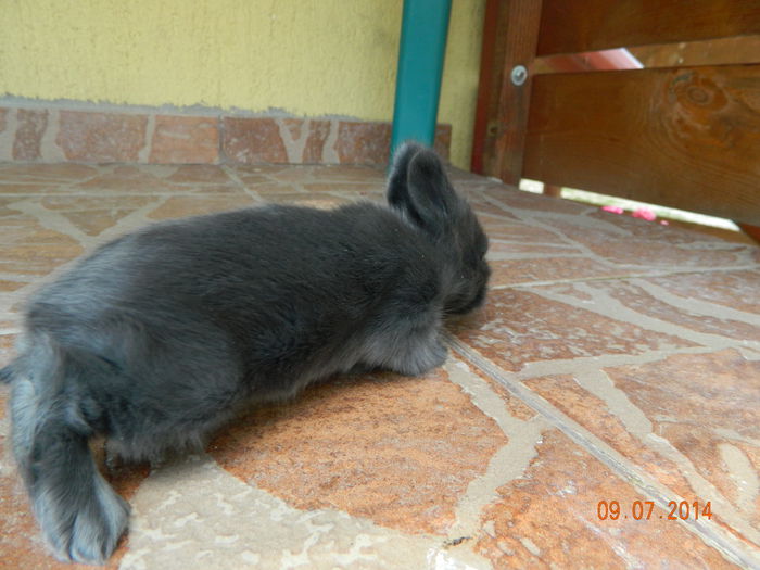 Picture 237 - iepuri angora