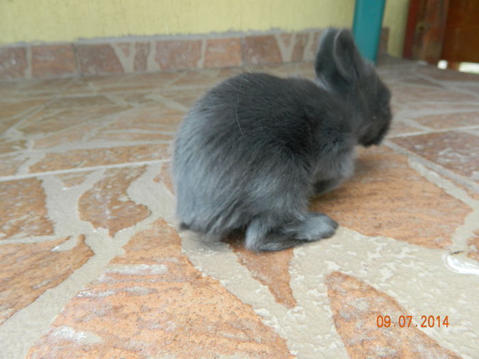 Picture 238 - iepuri angora