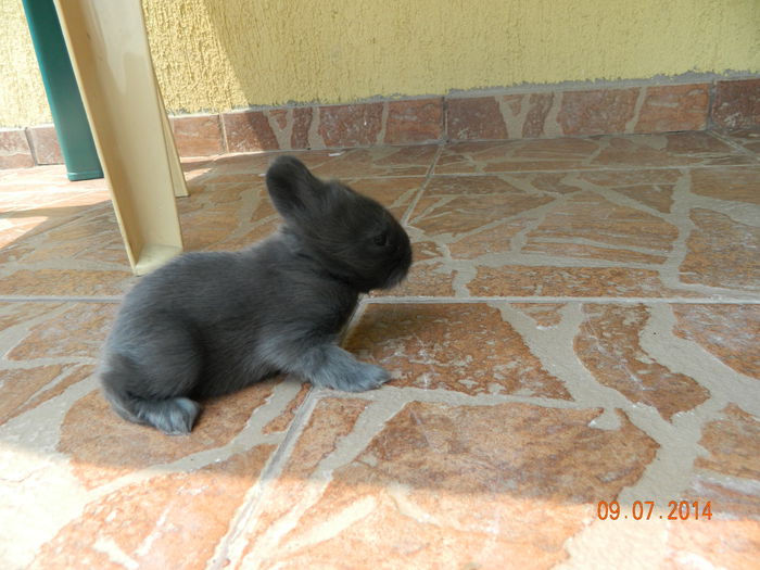 Picture 240 - iepuri angora