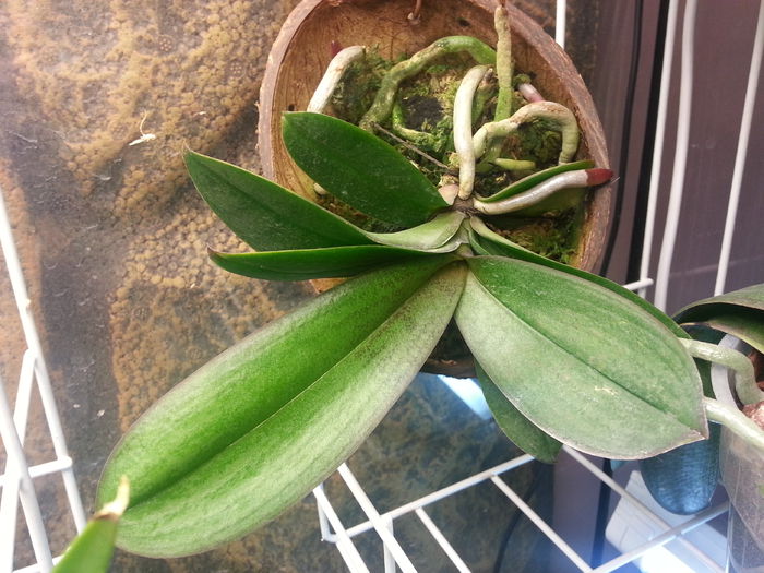 20140709_154205; Se simte bine in coaja de nuca de cocos
