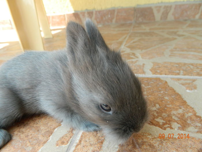 Picture 242 - iepuri angora