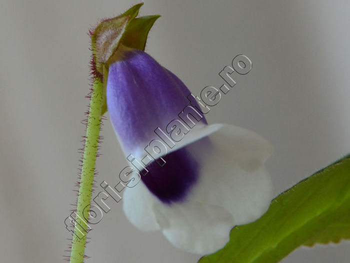 Sinningia Carangola - GLOXINIA _ SINNINGIA__NEWS 2014