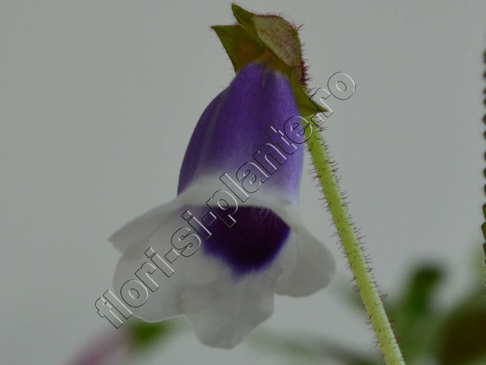 Sinningia Carangola - GLOXINIA _ SINNINGIA__NEWS 2014