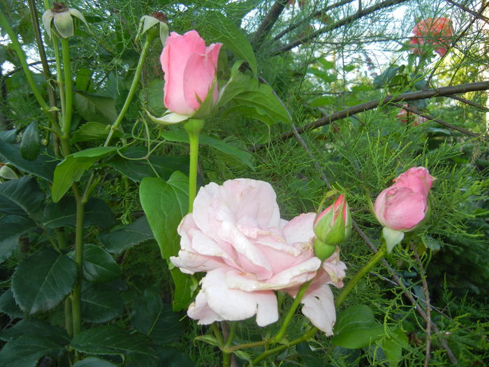 Rose Royal Highness (2014, June 27) - Rose Royal Highness