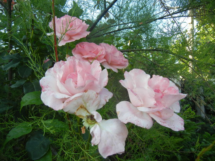 Rose Royal Highness (2014, July 01) - Rose Royal Highness