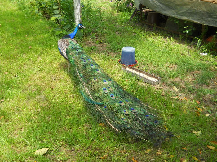 Picture 481 - PAUNI INDIA BLUE