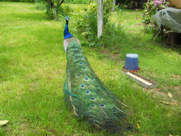Picture 483 - PAUNI INDIA BLUE