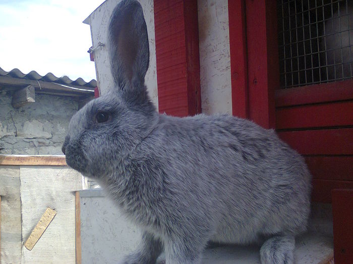 Фото0578 - Masculu meu 3