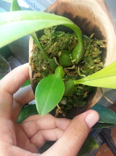 20140709_173008; Isi revine bulbo graveolens. Radacini si pseudobulb noi
