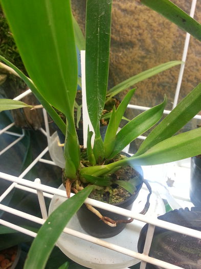 20140709_173324; Trei pbulbi noi laelia superbiens :-)
