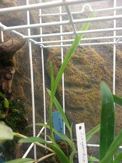 20140709_173442; Ciudat... laelia kautsky e monofoliata si bulbul asta parca vrea sa faca doua frunze
