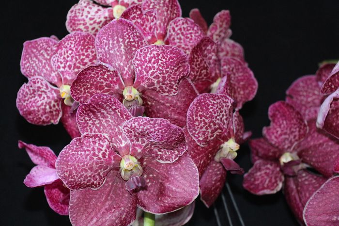 Vanda Crimson Red