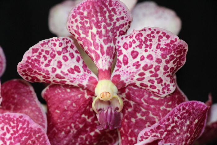 Vanda Crimson Red - 0 Orhidee Vanda exclusiviste