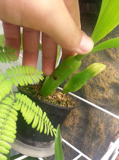 20140709_173655; Pata maro e o rana de la care incepe sa putrezeasca. Ce ma fac?
