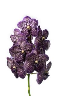 Vanda Magic Black - 0 Orhidee Vanda exclusiviste