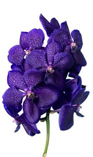 Vanda Midnight Blue