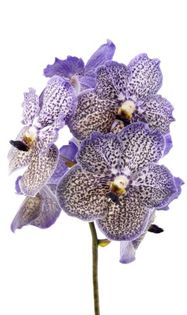 Vanda Moonlight Blue - 0 Orhidee Vanda exclusiviste