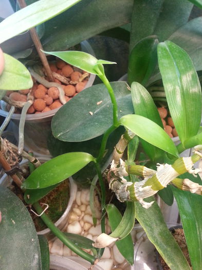 20140709_173927; Vedeti cat a crescut vanilia?
