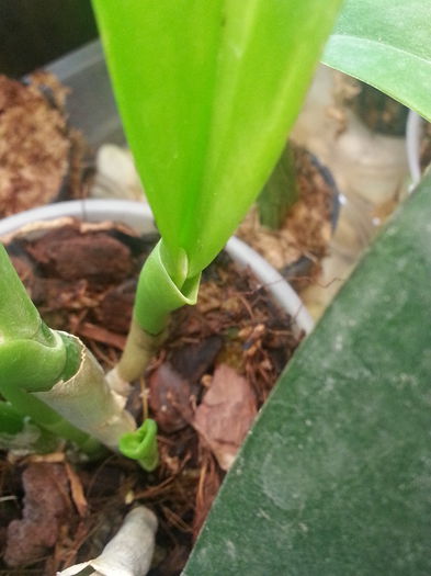 20140709_174128; Bc maikai. Sa fie oare o pastaie?
