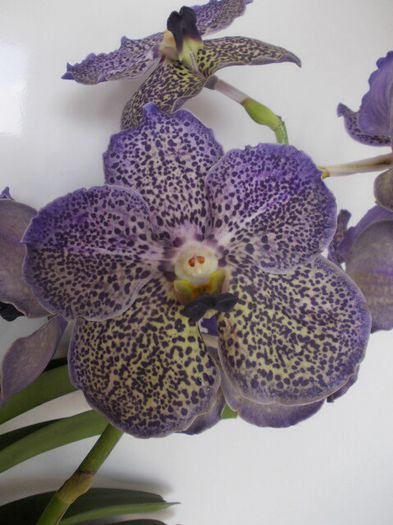 Vanda Moonlight Blue - 0 Orhidee Vanda exclusiviste