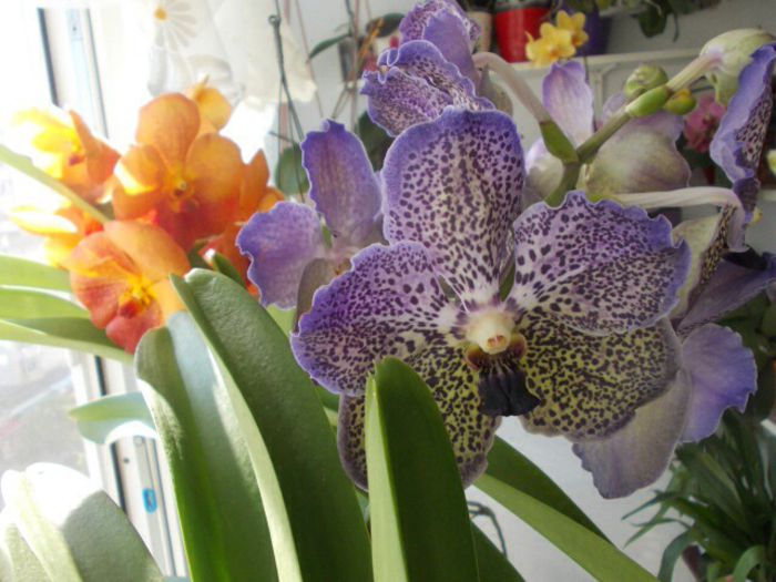 Vanda Moonlight Blue; Sunt Vandele Danei C, pe care le-am adus personal in tara :)
