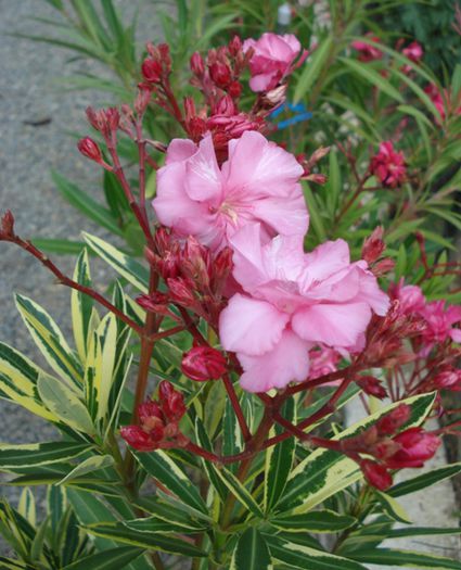 ultimele flori in 2014 (16) - leandru 2014