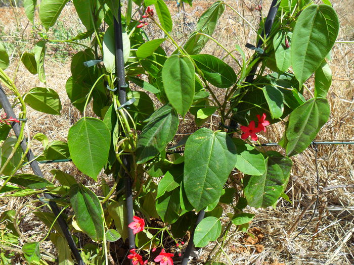 jatropha integrrisima - Cateva plante din colectia personala din gradina si altele la vanzare