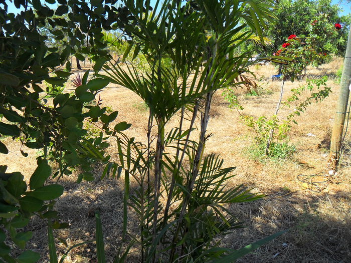 Bamboo palm - Cateva plante din colectia personala din gradina si altele la vanzare