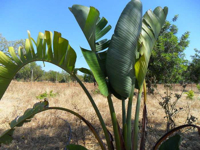 strelizia nicolai