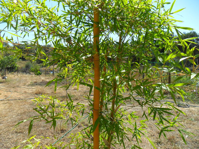 Phyllostachys vivax aureosulcata - Cateva plante din colectia personala din gradina si altele la vanzare