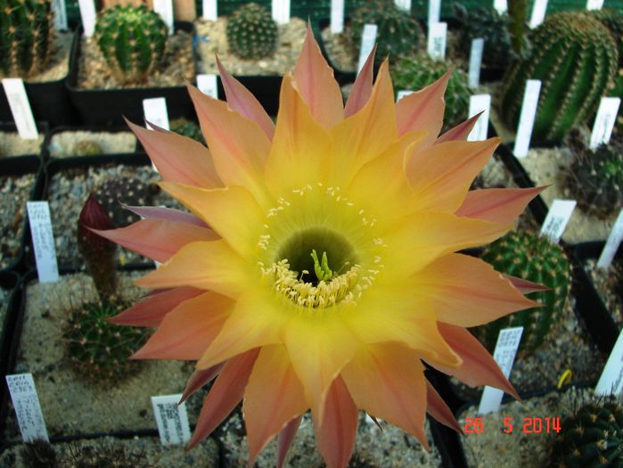 DSC07131
