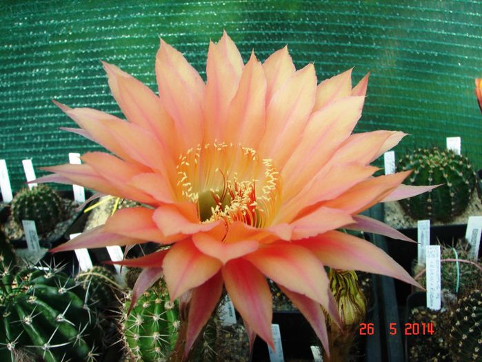 DSC07152