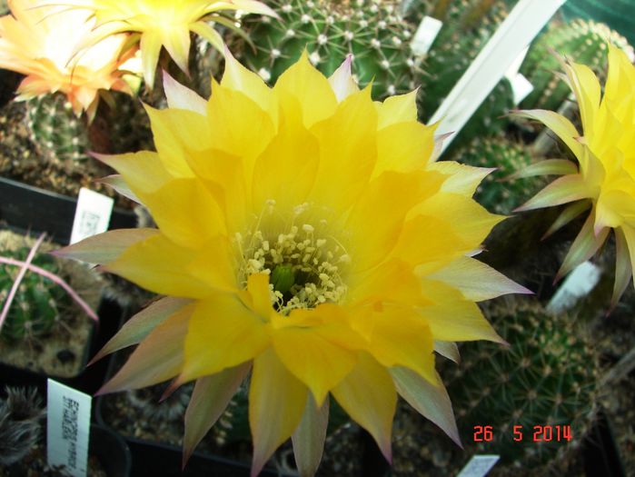 DSC07162