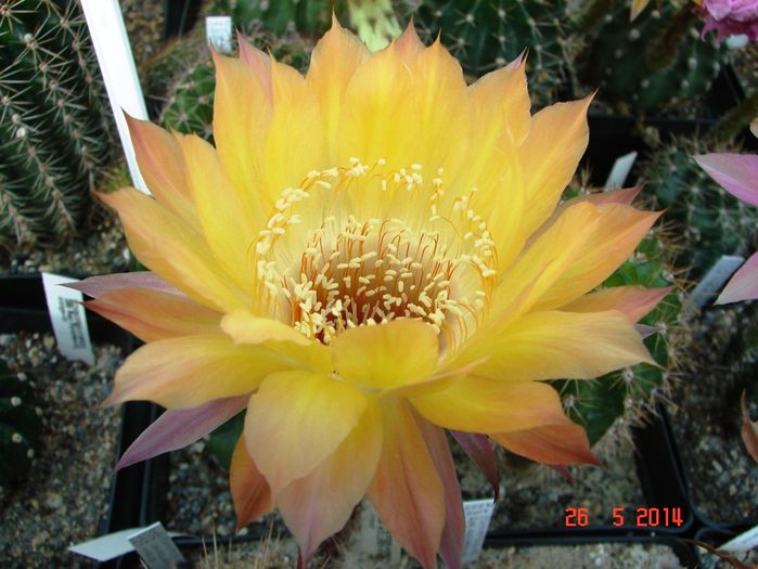 DSC07171