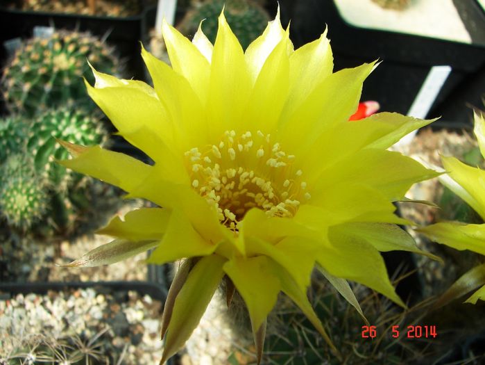 DSC07190