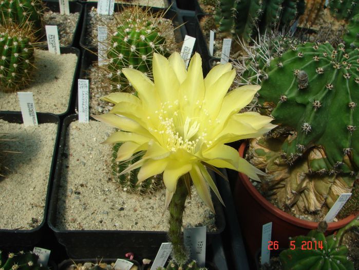 DSC07199