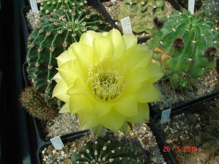 DSC07201
