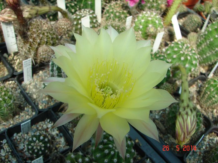 DSC07203