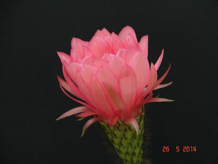 DSC07229