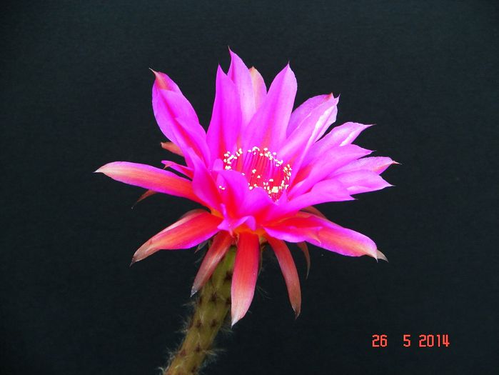 DSC07231
