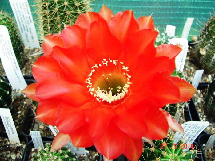 DSC07238
