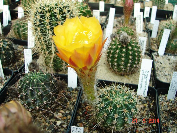 DSC07250