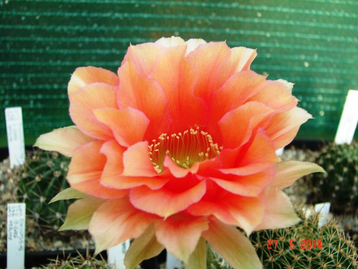 DSC07254